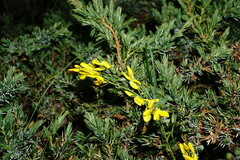 Genista depressa