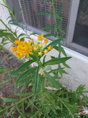 Asclepias curassavica
