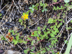 Hypericum tetrapterum corsicum