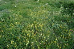 Hypericum linarioides