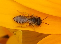 Halictus ligatus