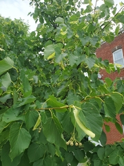 Tilia cordata