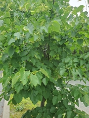 Tilia cordata
