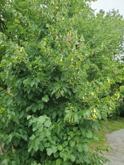 Tilia cordata