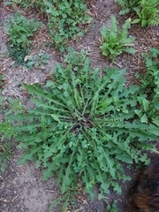 Taraxacum officinale