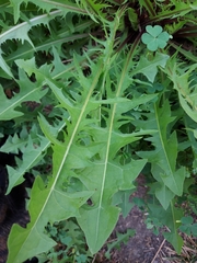 Taraxacum officinale