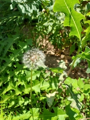 Taraxacum officinale