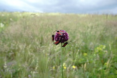 Allium rotundum jajlae