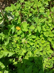Taraxacum officinale