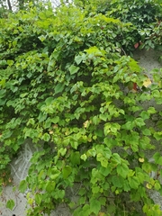 Vitis