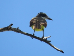 Pitangus sulphuratus