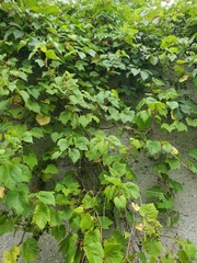 Vitis