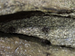 Euhadenoecus adelphus