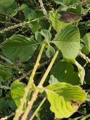 Achyranthes aspera