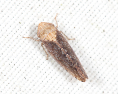 Paraphlepsius fulvidorsum