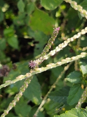 Achyranthes aspera