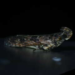 Prostomeus brunneus
