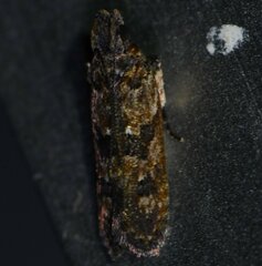 Prostomeus brunneus