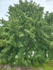 Tilia