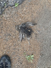 Dendragapus obscurus