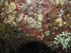 Pilocarpaceae