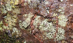 Pilocarpaceae