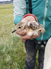 Charadrius montanus