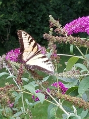 Papilio glaucus
