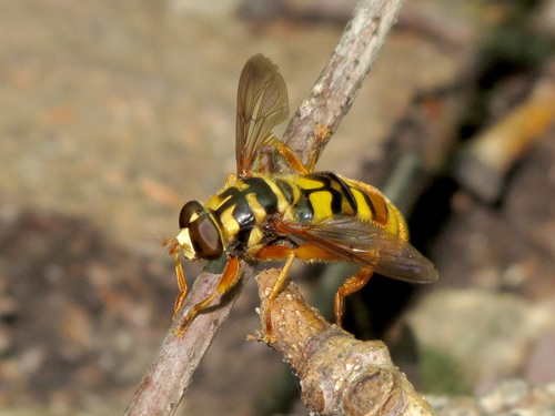Virginia Giant Hover Fly photo 5