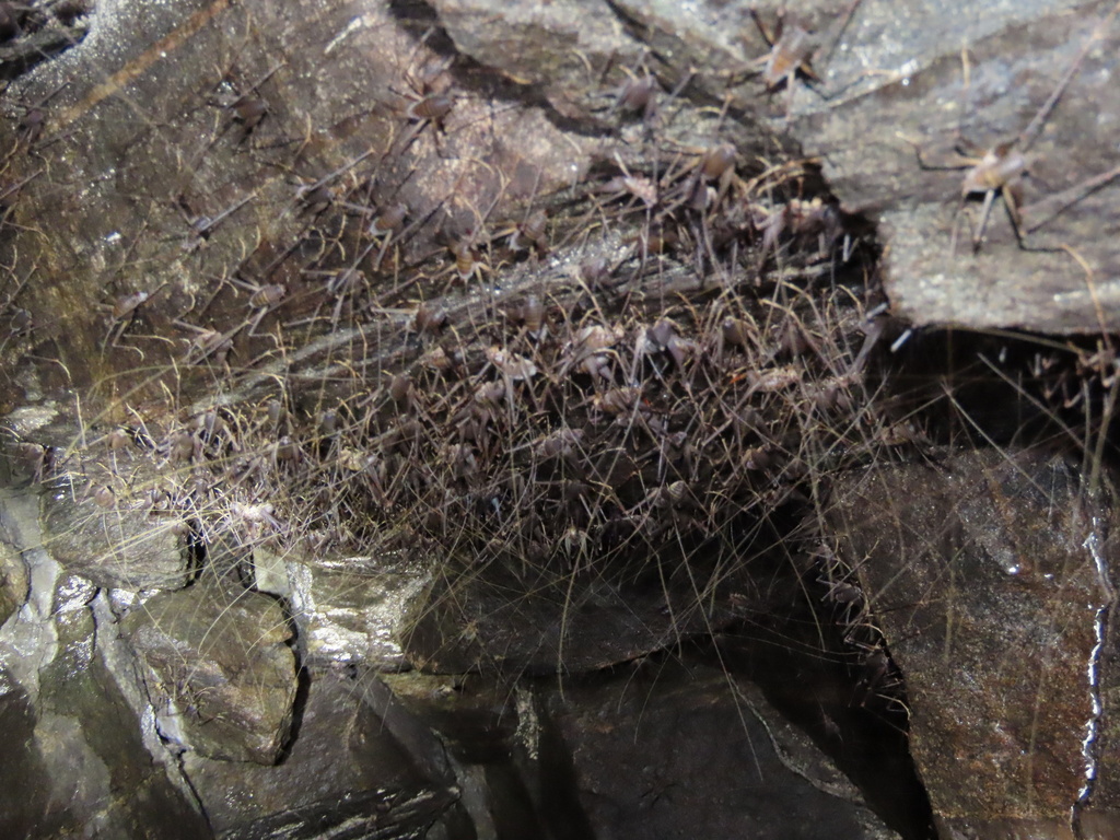 Carolina Crevice Cricket