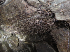 Euhadenoecus adelphus