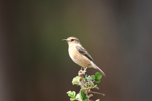 Saxicola torquatus