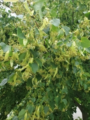 Tilia
