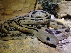 Bogertophis subocularis