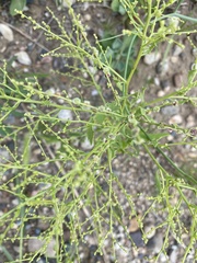 Cycloloma atriplicifolium