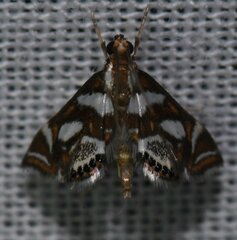 Chrysendeton medicinalis