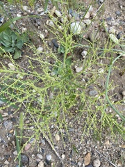 Cycloloma atriplicifolium