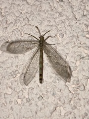 Gymnocnemia