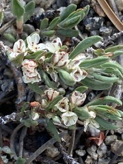 Polygonum shastense