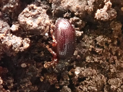 Barypeithes pellucidus