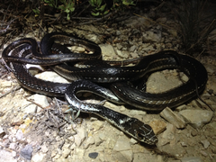 Masticophis taeniatus girardi
