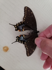 Papilio polyxenes