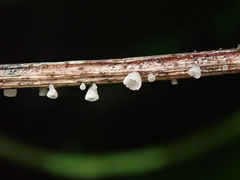 Calyptella capula