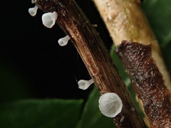 Calyptella capula