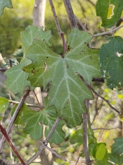 Cissus trifoliata