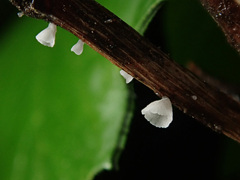 Calyptella capula