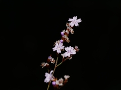 Limonium duriusculum