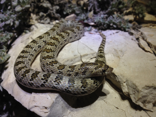 Chihuahuan Hook-nosed Snake