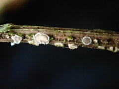 Calyptella capula