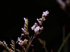 Limonium duriusculum